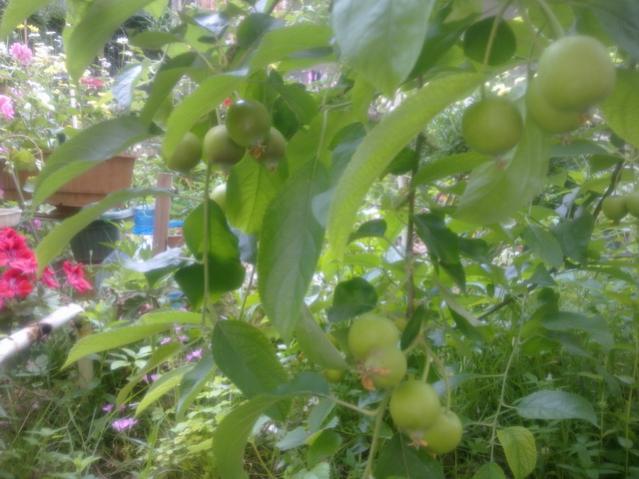 Name:  Resim 113.jpg
Views: 1658
Size:  47.0 KB