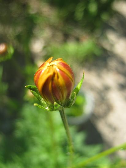 Name:  cosmos.JPG
Views: 1576
Size:  28.8 KB