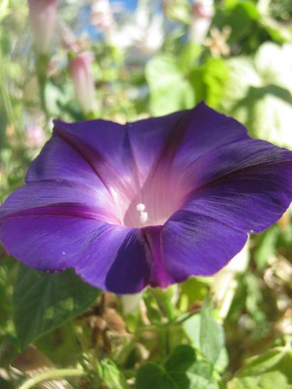 Name:  s.s.JPG
Views: 1581
Size:  39.4 KB