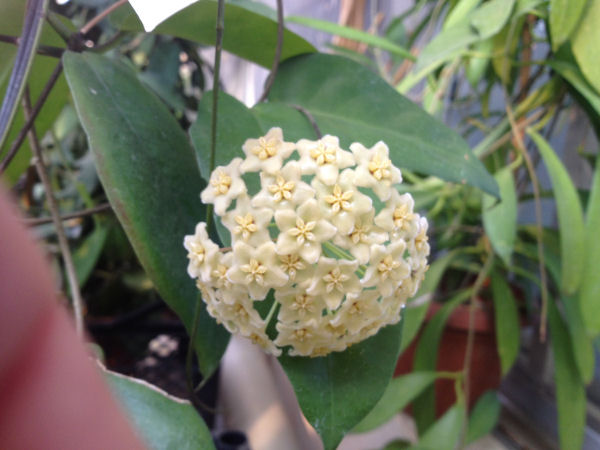 Name:  hoyamontanarz.JPG
Views: 1098
Size:  59.1 KB