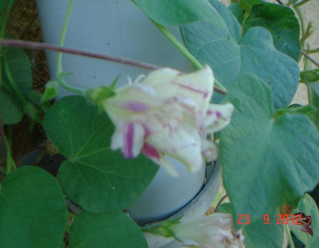 Name:  DSC00111.jpg
Views: 777
Size:  31.7 KB