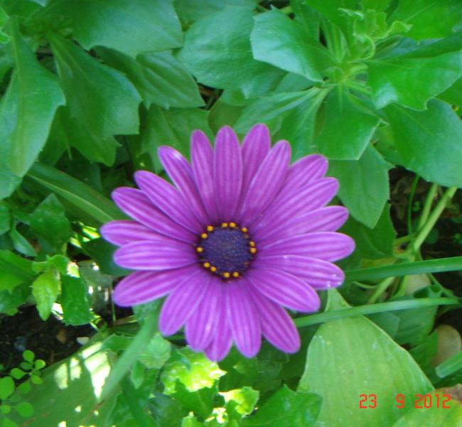 Name:  DSC00200.jpg
Views: 853
Size:  52.4 KB
