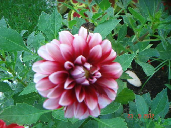 Name:  DSC00209.jpg
Views: 794
Size:  54.6 KB