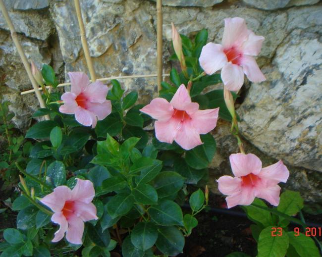Name:  DSC00232.jpg
Views: 813
Size:  58.3 KB