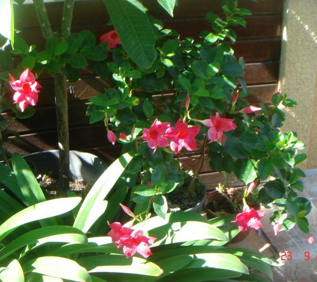 Name:  DSC00227 (2).jpg
Views: 803
Size:  65.2 KB