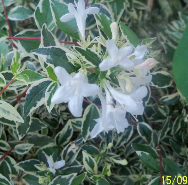 Name:  101_1584.jpg
Views: 723
Size:  61.8 KB