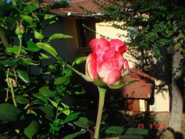 Name:  DSC00145.jpg
Views: 766
Size:  53.4 KB