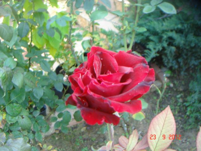 Name:  DSC00150.jpg
Views: 761
Size:  49.7 KB
