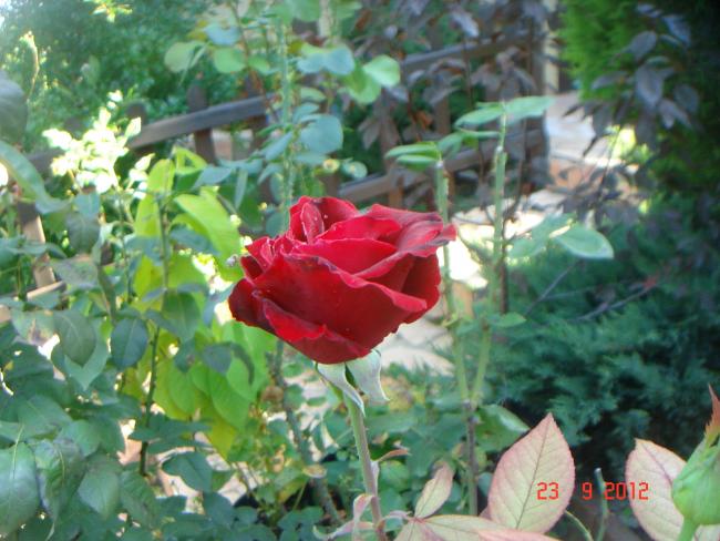 Name:  DSC00155.jpg
Views: 779
Size:  54.5 KB