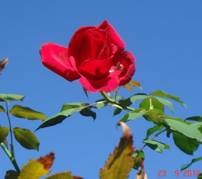 Name:  DSC00220.jpg
Views: 811
Size:  33.6 KB