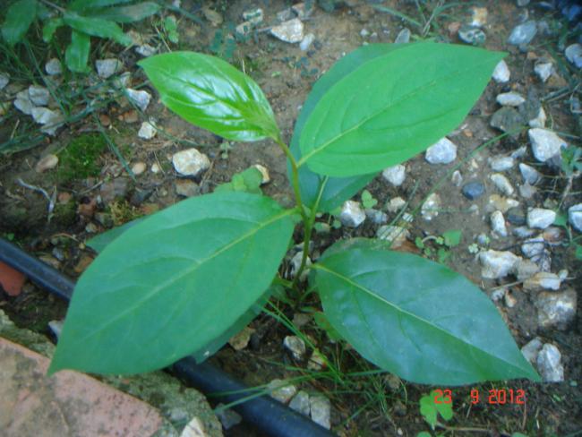 Name:  DSC00183 (2).jpg
Views: 779
Size:  52.4 KB