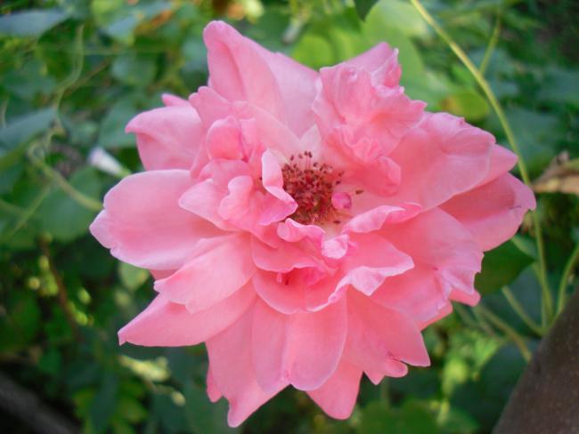 Name:  SDC15353 copy.jpg
Views: 1086
Size:  34.8 KB