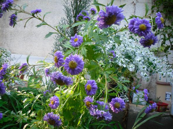 Name:  SDC15354 copy.jpg
Views: 1082
Size:  71.7 KB