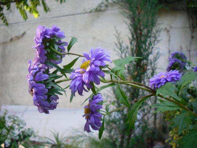 Name:  SDC15355 copy.jpg
Views: 1048
Size:  46.7 KB