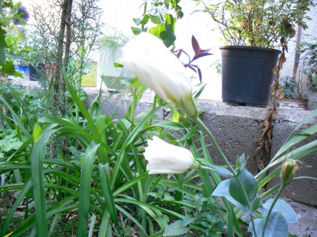 Name:  SDC15356 copy.jpg
Views: 1065
Size:  70.1 KB