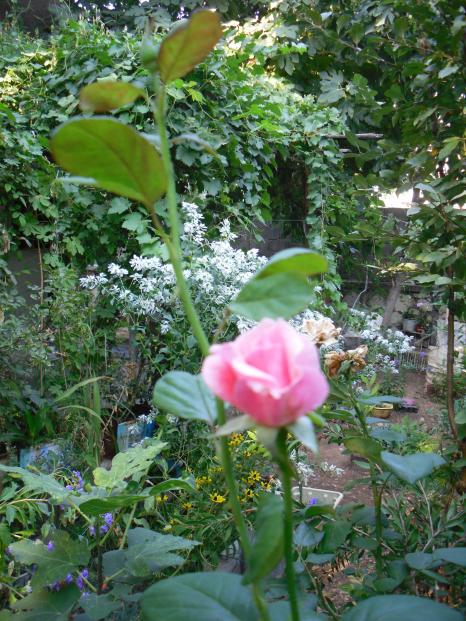 Name:  SDC15363 copy.jpg
Views: 1073
Size:  77.1 KB