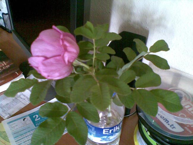 Name:  17092012(001).jpg
Views: 1693
Size:  43.9 KB
