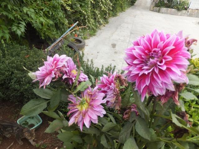 Name:  DSCF5421.jpg
Views: 458
Size:  60.7 KB