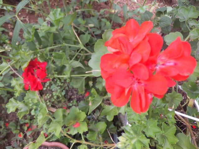 Name:  DSCF5428.jpg
Views: 458
Size:  53.7 KB