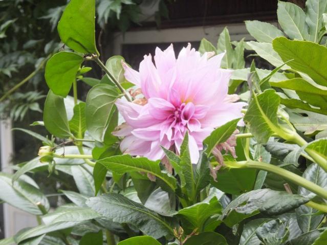 Name:  DSCF5430.jpg
Views: 481
Size:  52.0 KB