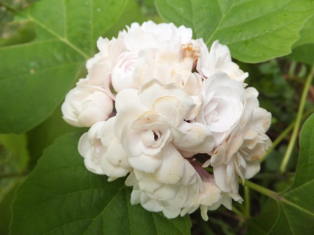 Name:  DSCF5433.jpg
Views: 515
Size:  61.1 KB