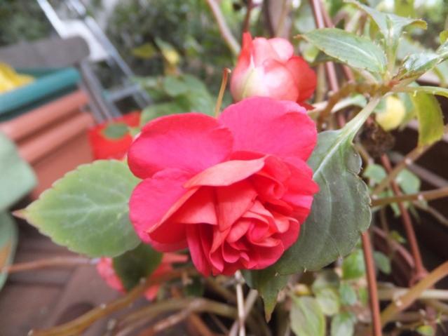 Name:  DSCF5437.jpg
Views: 570
Size:  37.8 KB
