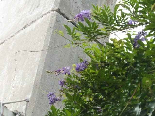 Name:  DSCF5445.jpg
Views: 501
Size:  49.8 KB