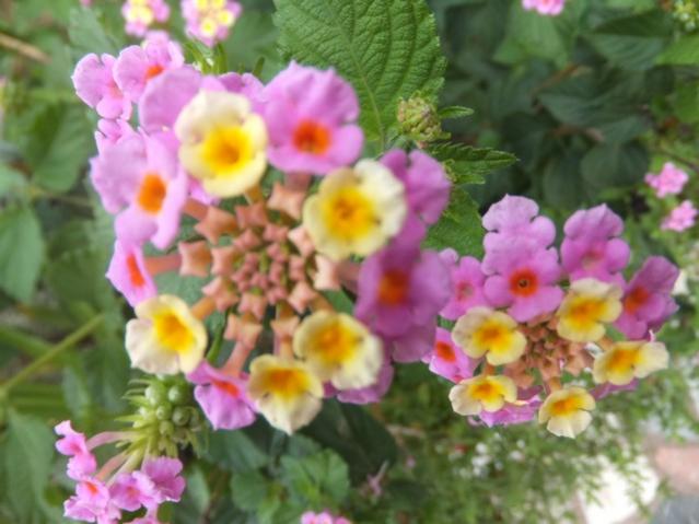 Name:  DSCF5456.jpg
Views: 656
Size:  42.5 KB