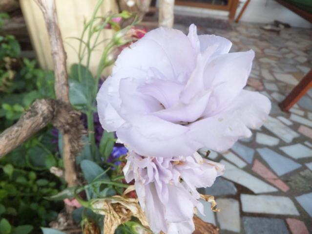 Name:  DSCF5457.jpg
Views: 595
Size:  36.5 KB