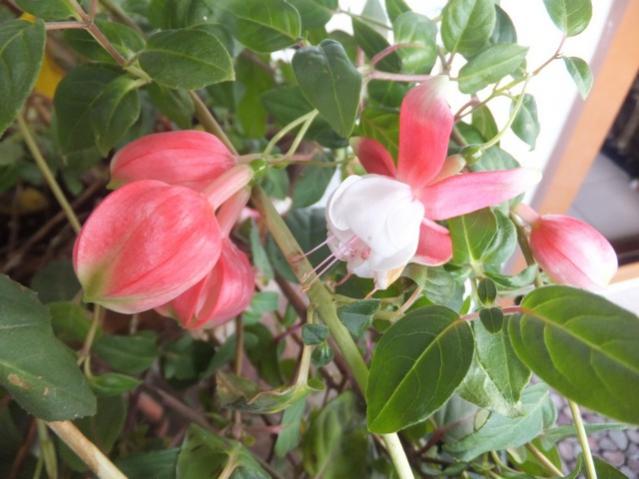 Name:  DSCF5458.jpg
Views: 633
Size:  43.6 KB