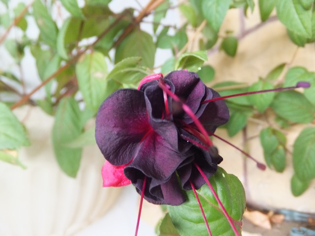 Name:  DSCF5462.jpg
Views: 620
Size:  68.7 KB