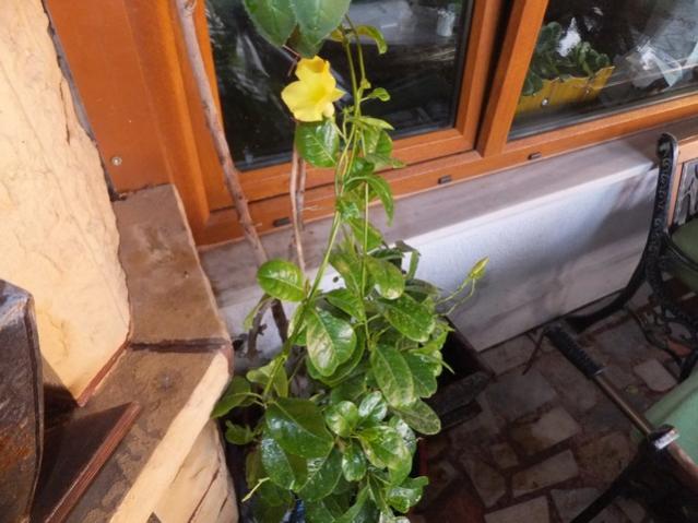 Name:  DSCF5471.jpg
Views: 572
Size:  46.9 KB