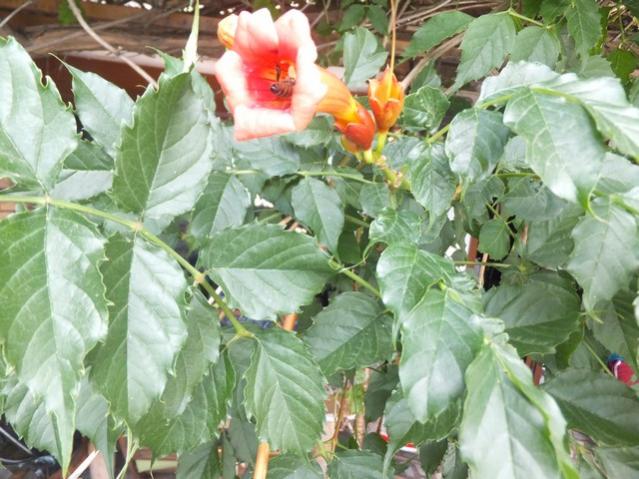 Name:  DSCF5468.jpg
Views: 574
Size:  56.9 KB