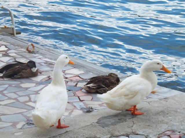 Name:  DSCF5455.jpg
Views: 429
Size:  54.9 KB