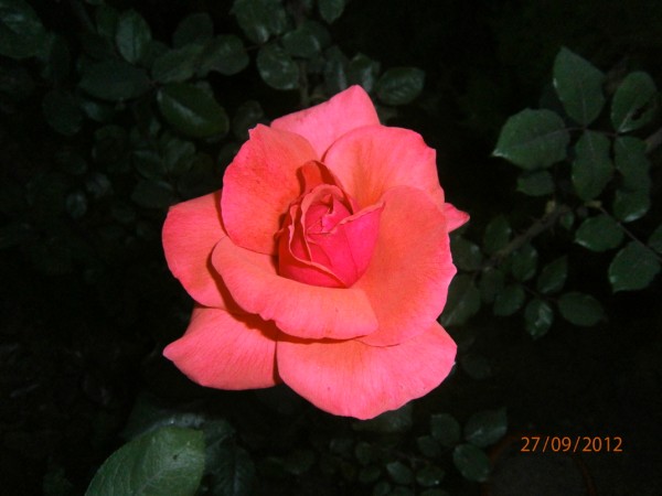 Name:  P9270155 (600 x 450).jpg
Views: 1040
Size:  45.1 KB