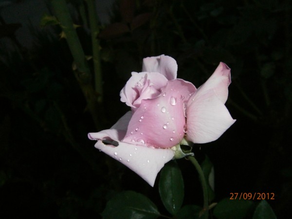 Name:  P9270169 (600 x 450).jpg
Views: 1066
Size:  34.4 KB