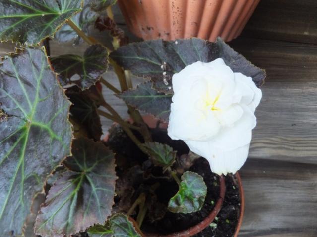 Name:  DSCF5757.jpg
Views: 402
Size:  41.6 KB