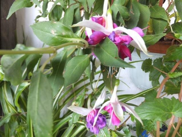 Name:  DSCF5758.jpg
Views: 398
Size:  51.2 KB