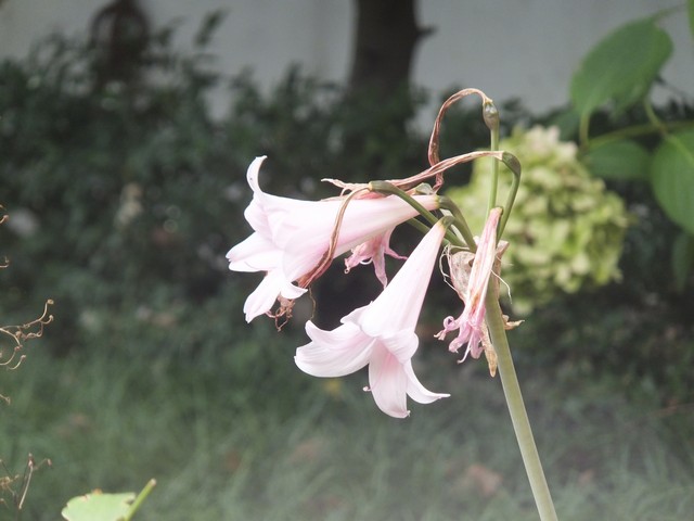 Name:  DSCF5764.jpg
Views: 410
Size:  63.6 KB