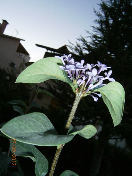 Name:  P9270162 (450 x 600).jpg
Views: 1238
Size:  56.3 KB