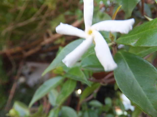 Name:  DSCF5876.jpg
Views: 406
Size:  57.5 KB