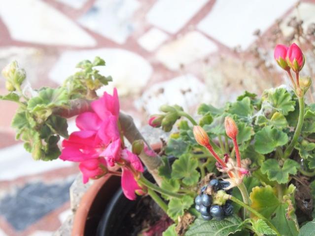 Name:  DSCF5913.jpg
Views: 401
Size:  41.0 KB