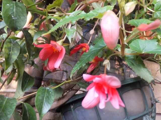 Name:  DSCF5919.jpg
Views: 405
Size:  55.1 KB