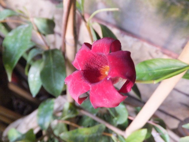 Name:  DSCF5925.jpg
Views: 392
Size:  67.9 KB