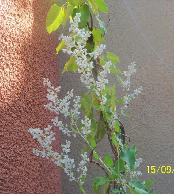Name:  101_1615.jpg
Views: 735
Size:  72.9 KB