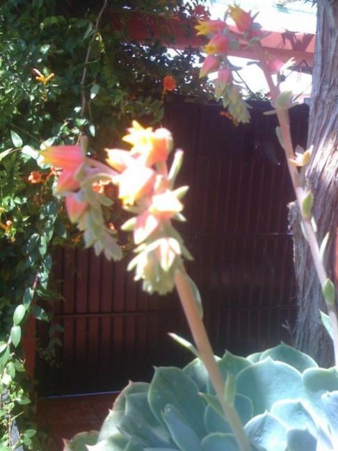 Name:  succulent.jpg
Views: 1124
Size:  46.2 KB
