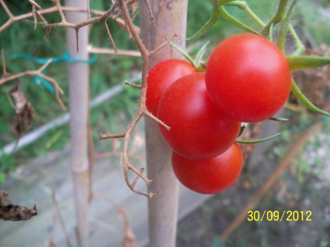 Name:  101_2037.jpg
Views: 643
Size:  35.0 KB