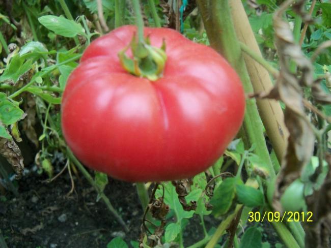 Name:  101_2042.jpg
Views: 654
Size:  46.2 KB