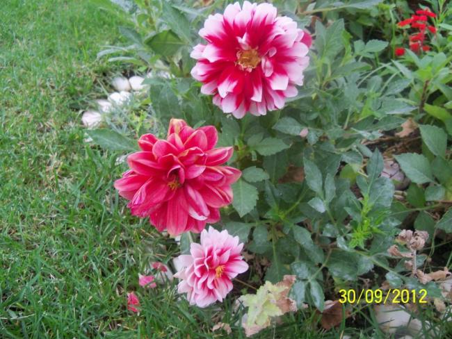 Name:  101_2062.jpg
Views: 671
Size:  68.7 KB