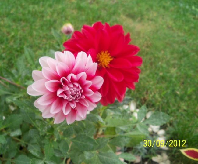 Name:  101_2070.jpg
Views: 688
Size:  42.4 KB